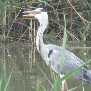 Grey Heron