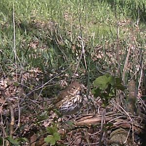 Song Thrush