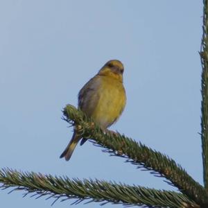 European Greenfinch