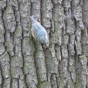 Wood Nuthatch