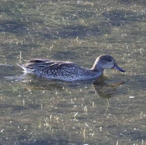 Common Teal