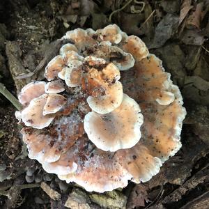 Black-staining Polypore