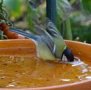 Great Tit