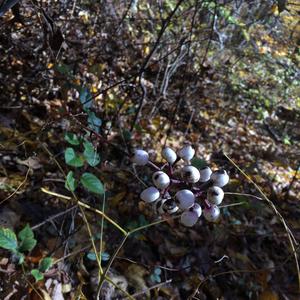 White Baneberry