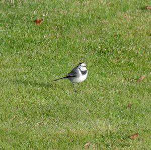 White Wagtail