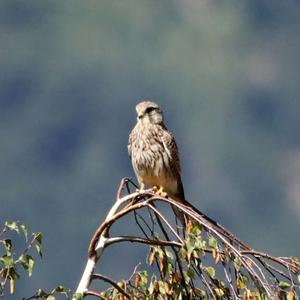 Common Kestrel