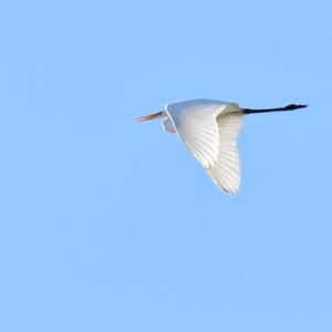 Great Egret