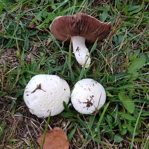 Meadow Agaric