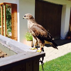 Common Buzzard