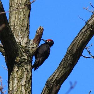 Black woodpecker