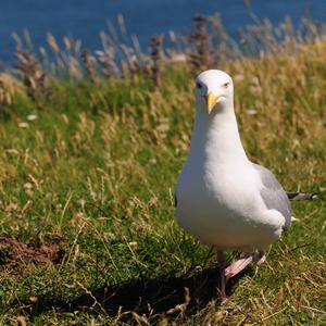 Herring Gull