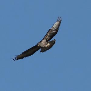 Common Buzzard