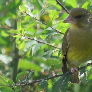 European Greenfinch