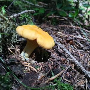 Chanterelle, Common