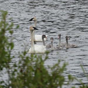 Trumpeter Swan