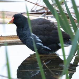 Common Moorhen