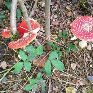 Fly Agaric