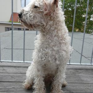 Soft Coated Wheaten Terrier