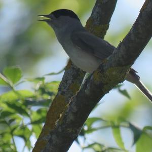 Blackcap