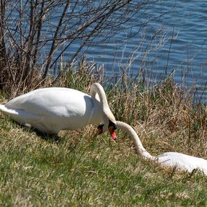 Mute Swan