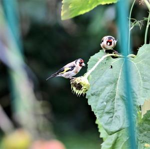 European Goldfinch