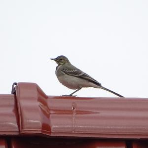 White Wagtail