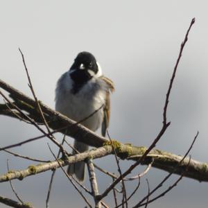 Reed Bunting