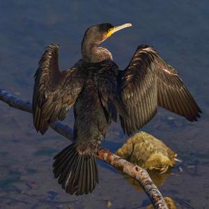 Great Cormorant