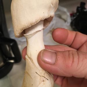 Unknown Species