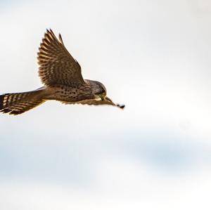 Common Kestrel