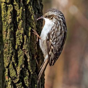 Short-toed Treecreeper