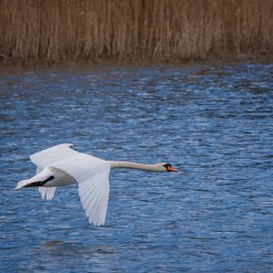 Höckerschwan