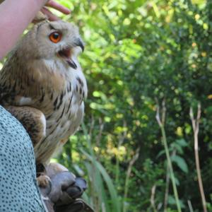 Eurasian Eagle-owl