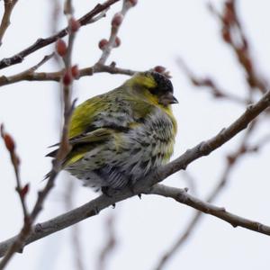 Eurasian Siskin