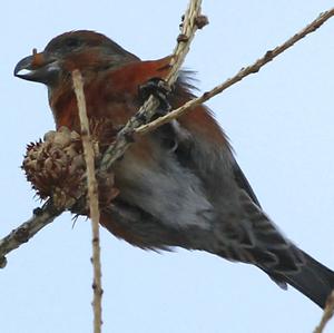 Red Crossbill