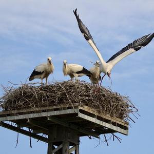 White Stork