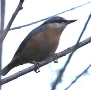 Wood Nuthatch