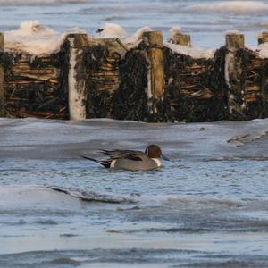 Northern Pintail