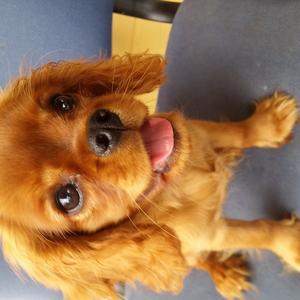 Cavalier King Charles Spaniel