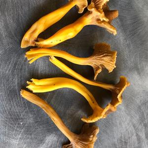 Trumpet Chanterelle