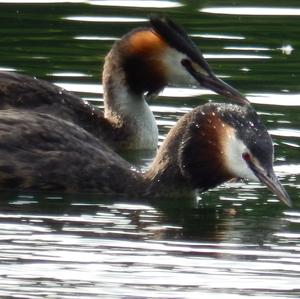 Great Crested Grebe