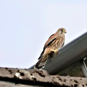 Common Kestrel