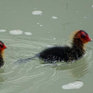 Bläßhuhn