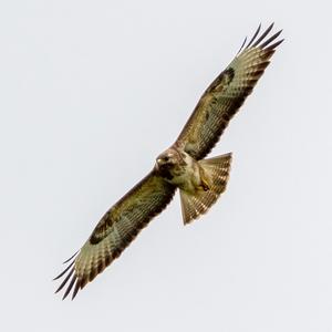 Common Buzzard