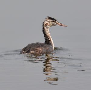 Great Crested Grebe