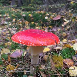 Fly Agaric