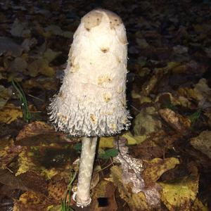 Shaggy Mane