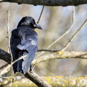 Carrion Crow