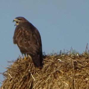 Common Buzzard