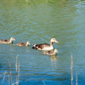 Greylag Goose